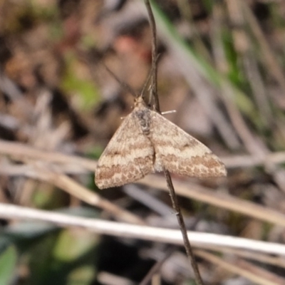 Scopula rubraria (Reddish Wave, Plantain Moth) at The Pinnacle - 2 Sep 2019 by Kurt