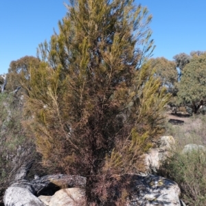 Exocarpos cupressiformis at Dunlop, ACT - 2 Sep 2019