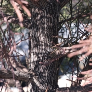 Exocarpos cupressiformis at Dunlop, ACT - 2 Sep 2019