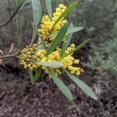 Acacia sp. (A Wattle) at Coolumburra, NSW - 31 Aug 2019 by MattM