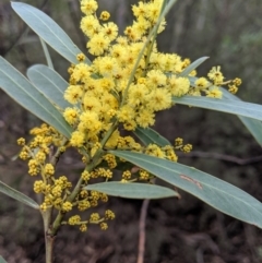 Acacia sp. at Coolumburra, NSW - 31 Aug 2019 12:01 PM