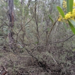 Acacia sp. at Coolumburra, NSW - 31 Aug 2019