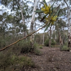 Acacia sp. at Coolumburra, NSW - 31 Aug 2019 12:01 PM