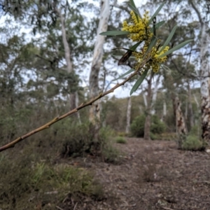 Acacia sp. at Coolumburra, NSW - 31 Aug 2019 12:01 PM