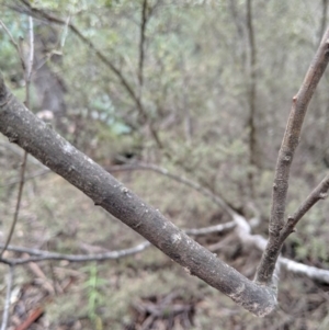 Acacia (genus) at Coolumburra, NSW - 31 Aug 2019 12:01 PM