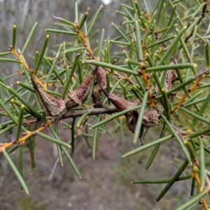 Hakea teretifolia at Tianjara, NSW - 31 Aug 2019