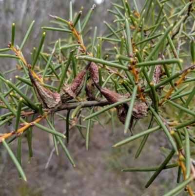 Hakea teretifolia (Dagger Hakea) at Morton National Park - 31 Aug 2019 by MattM