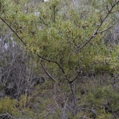 Hakea teretifolia at Tianjara, NSW - 31 Aug 2019
