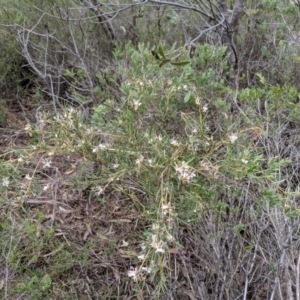 Grevillea patulifolia at Tianjara, NSW - 31 Aug 2019