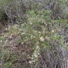 Grevillea patulifolia at Morton National Park - 31 Aug 2019 by MattM