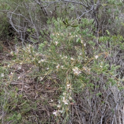 Grevillea patulifolia at Morton National Park - 31 Aug 2019 by MattM