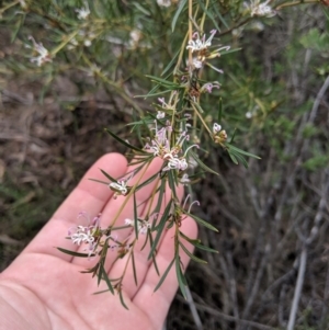 Grevillea patulifolia at Tianjara, NSW - 31 Aug 2019