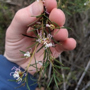 Grevillea patulifolia at Tianjara, NSW - 31 Aug 2019 01:28 PM