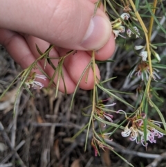 Grevillea patulifolia at Tianjara, NSW - 31 Aug 2019 01:28 PM