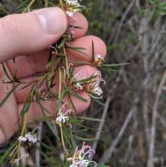 Grevillea patulifolia at Tianjara, NSW - 31 Aug 2019 01:28 PM