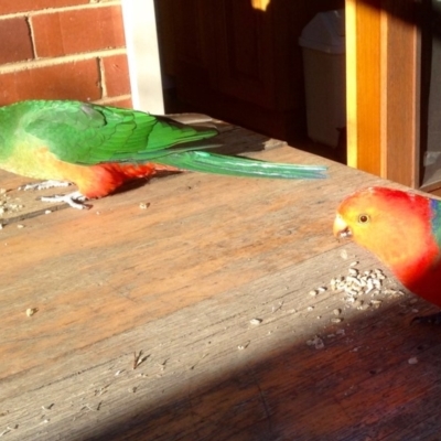 Alisterus scapularis (Australian King-Parrot) at Aranda, ACT - 31 Aug 2019 by KMcCue