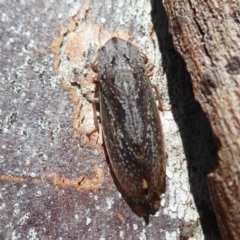 Stenocotis depressa (Leafhopper) at Fyshwick, ACT - 2 Sep 2019 by Christine