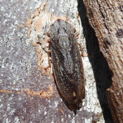 Stenocotis depressa (Leafhopper) at Jerrabomberra Wetlands - 2 Sep 2019 by Christine