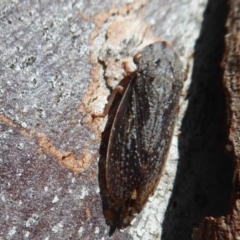 Stenocotis depressa at Fyshwick, ACT - 2 Sep 2019