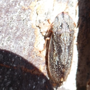 Stenocotis depressa at Fyshwick, ACT - 2 Sep 2019