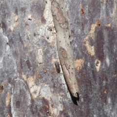 Stenocotis depressa at Fyshwick, ACT - 2 Sep 2019