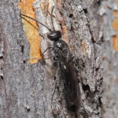 Mutillidae (family) (Unidentified Mutillid wasp or velvet ant) at ANBG - 28 Aug 2019 by TimL