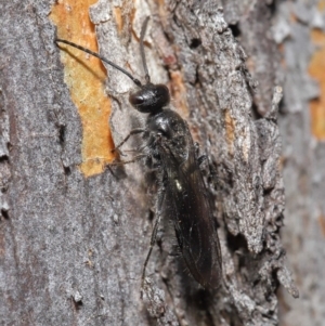 Mutillidae (family) at ANBG - 28 Aug 2019