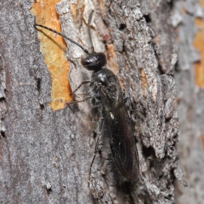 Mutillidae (family) (Unidentified Mutillid wasp or velvet ant) at Hackett, ACT - 28 Aug 2019 by TimL