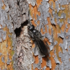 Mutillidae (family) at ANBG - 28 Aug 2019