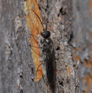 Mutillidae (family) at ANBG - 28 Aug 2019 12:47 PM