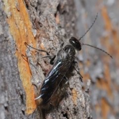 Mutillidae (family) at ANBG - 28 Aug 2019 12:47 PM