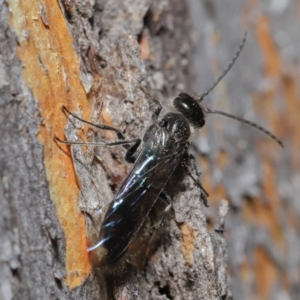 Mutillidae (family) at ANBG - 28 Aug 2019