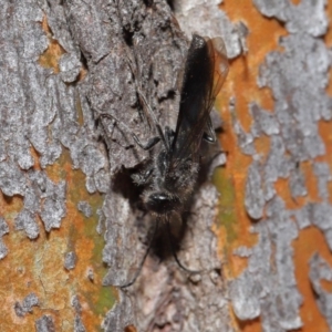 Mutillidae (family) at ANBG - 28 Aug 2019 12:47 PM