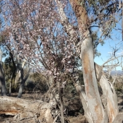 Prunus sp. (A Plum) at Mount Mugga Mugga - 2 Sep 2019 by Mike