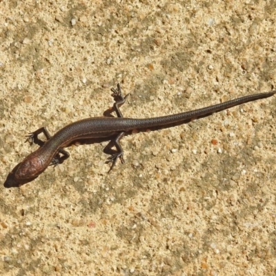 Lampropholis delicata (Delicate Skink) at Molonglo Valley, ACT - 2 Sep 2019 by RodDeb