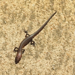 Lampropholis delicata at Molonglo Valley, ACT - 2 Sep 2019