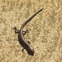 Lampropholis delicata at Molonglo Valley, ACT - 2 Sep 2019 11:41 AM