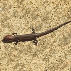 Lampropholis delicata at Molonglo Valley, ACT - 2 Sep 2019 11:41 AM