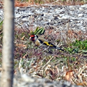 Carduelis carduelis at Molonglo Valley, ACT - 2 Sep 2019