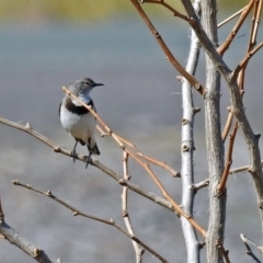 Epthianura albifrons (White-fronted Chat) at Molonglo Valley, ACT - 2 Sep 2019 by RodDeb