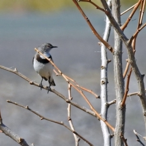 Epthianura albifrons at Molonglo Valley, ACT - 2 Sep 2019