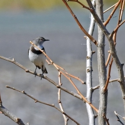 Epthianura albifrons (White-fronted Chat) at Molonglo Valley, ACT - 2 Sep 2019 by RodDeb