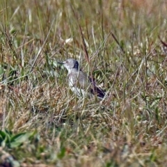 Epthianura albifrons at Molonglo Valley, ACT - 2 Sep 2019