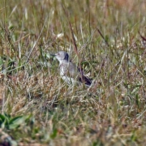 Epthianura albifrons at Molonglo Valley, ACT - 2 Sep 2019 10:47 AM