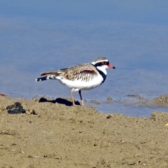 Charadrius melanops (Black-fronted Dotterel) at National Arboretum Forests - 2 Sep 2019 by RodDeb