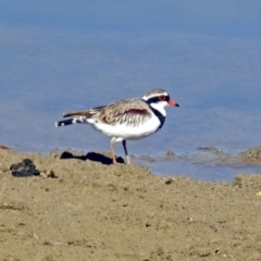 Elseyornis melanops (Black-fronted Dotterel) at Molonglo Valley, ACT - 2 Sep 2019 by RodDeb