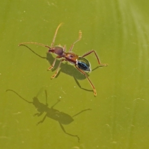 Pseudohalme laetabilis at Molonglo Valley, ACT - 2 Sep 2019 12:27 PM