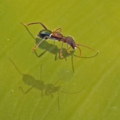 Pseudohalme laetabilis at Molonglo Valley, ACT - 2 Sep 2019