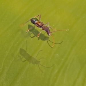 Pseudohalme laetabilis at Molonglo Valley, ACT - 2 Sep 2019 12:27 PM