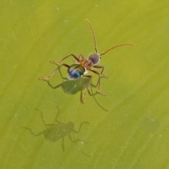 Pseudohalme laetabilis at Molonglo Valley, ACT - 2 Sep 2019 12:27 PM